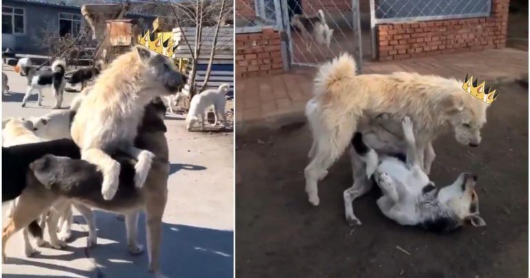 Who Is ‘King Charles,’ the Chinese Shaggy-Haired Alpha Dog with Aura? The Shocking Lore Behind His Dominating Presence Explained